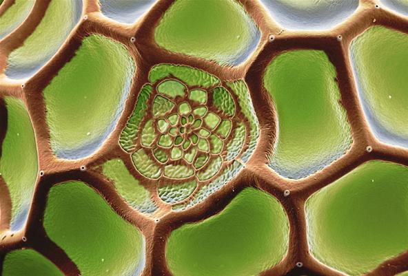 Under the Microscope: Alien Life Form Insect Eggs