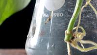 Propagate! HowTo: Make Many Plants From One