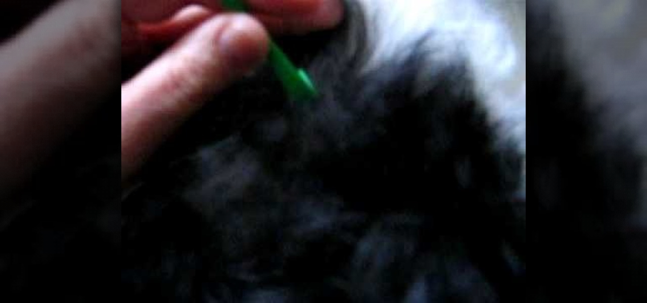 How to get a Tick off a Dog without tweezers