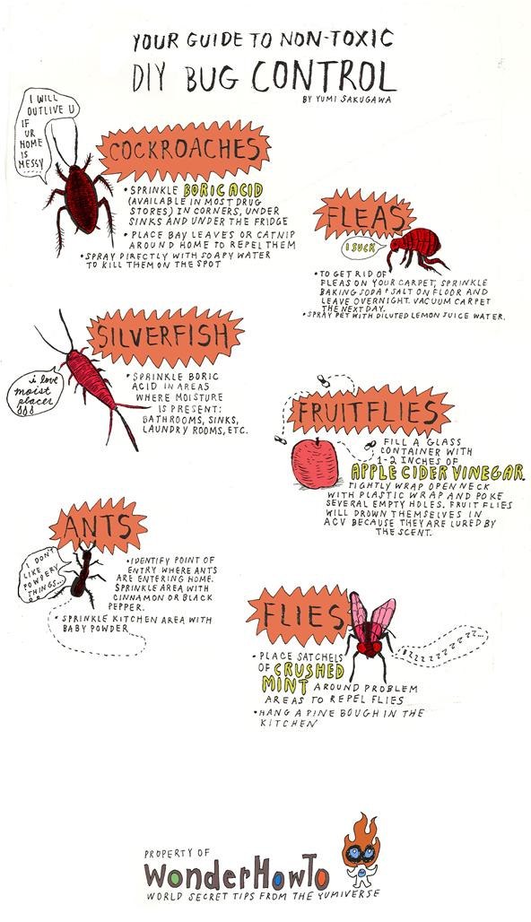 Your DIY Bug Repellent Guide to Common Household Pests Â« The ...