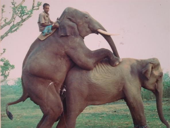 Girl Fucked By Elephant