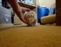 How To Train Your Pet Rat Tricks