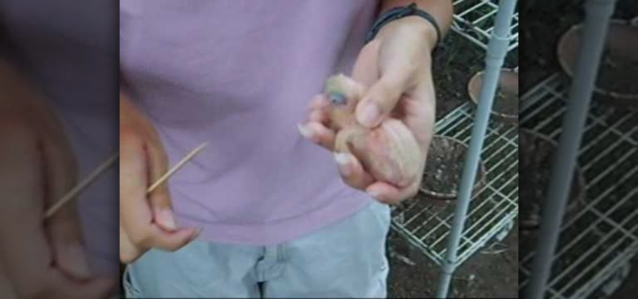How to Band a baby pigeon with an ID tag « Birds