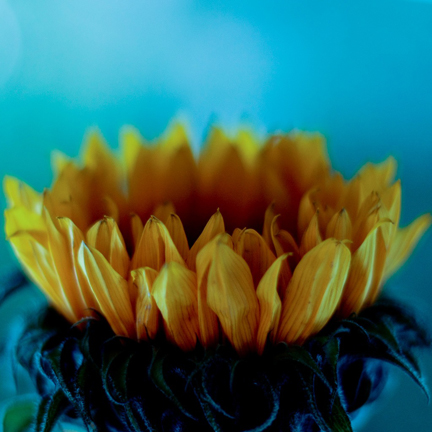 Get Inspired! 30 Examples of Vibrant Color Photography