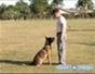 Train a dog Schutzhund style - Part 7 of 17