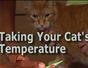 Take your cat's temperature