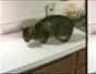 Keep cats off counter tops - Part 4 of 5
