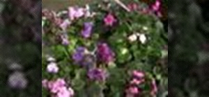 Care for African violets