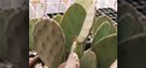 Grow cactus succulents