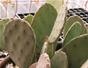 Grow cactus succulents - Part 3 of 3