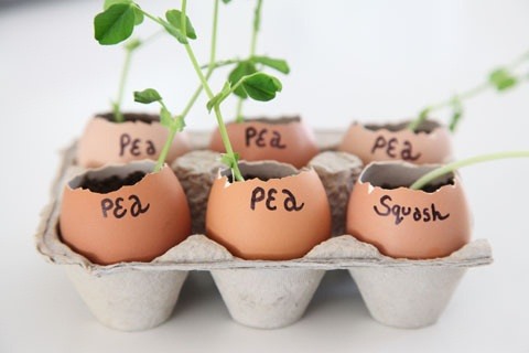 5 Crafty and Unique Ways to Make Your Own Seed Starters