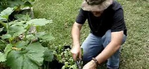 Harvest spinach by cutting off big leaves