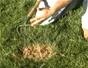 Repair a small spot of discolored grass on your lawn