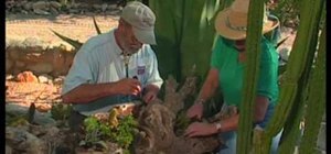Use an old tree log garden planter
