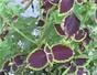 Pinch coleus plants