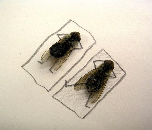 Deadly Funny Fly Art