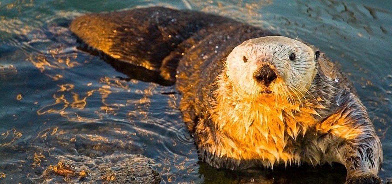 Sea Otters Help Us Fight Global Warming
