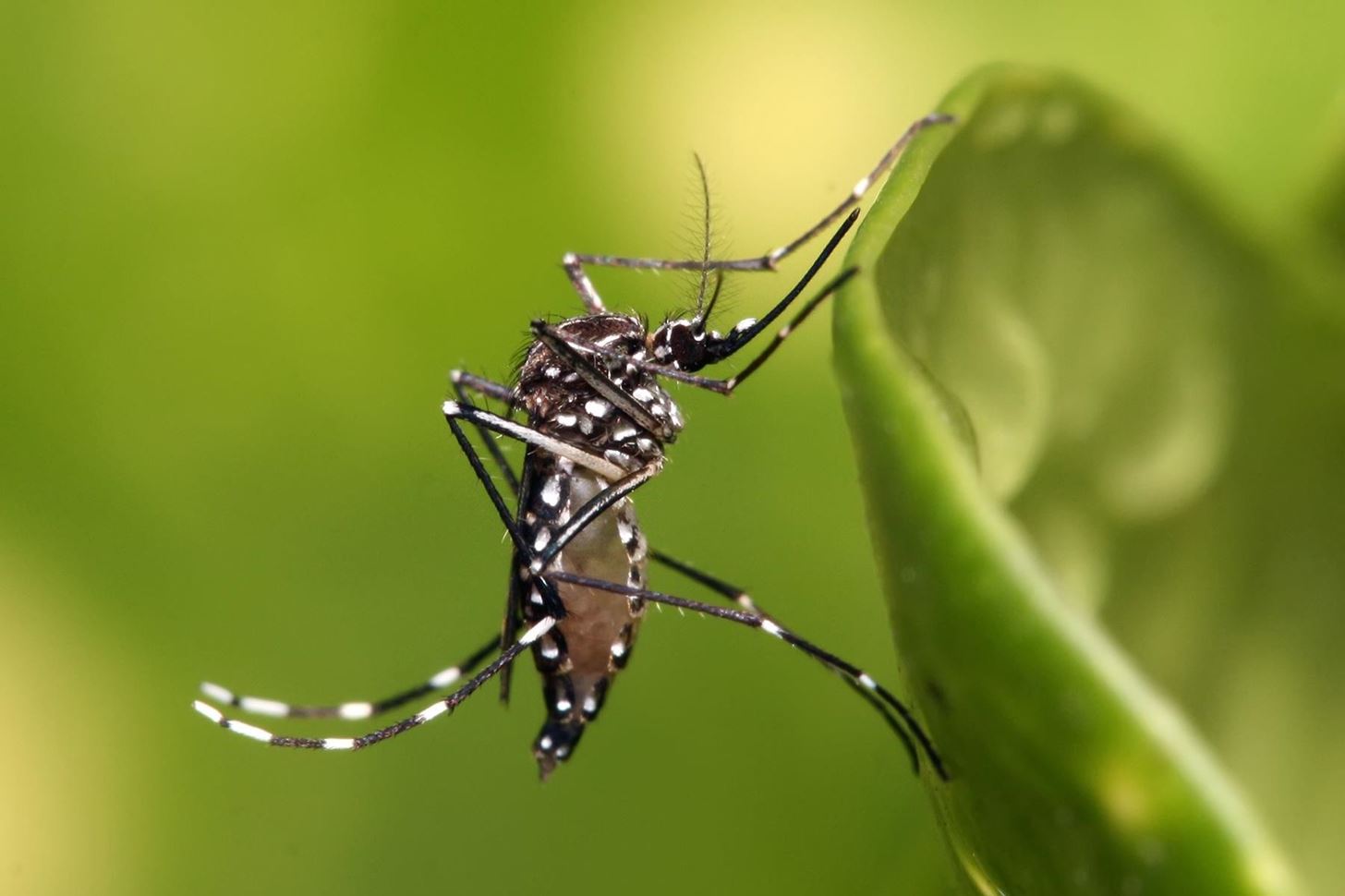 Even Without Symptoms, Men Could Suffer Lasting Fertility Impacts from Zika