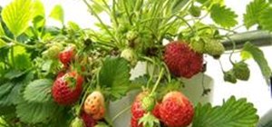 Build Your Own Strawberry Tower