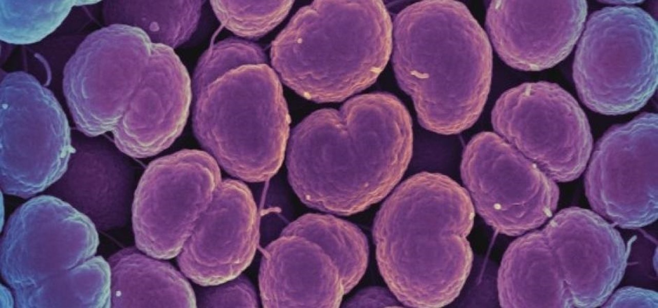 Microbe That Causes Sepsis & Meningitis Has Mutated into a New Sexually Transmitted Disease