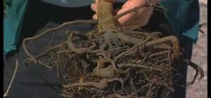 Identify problems with container plant roots