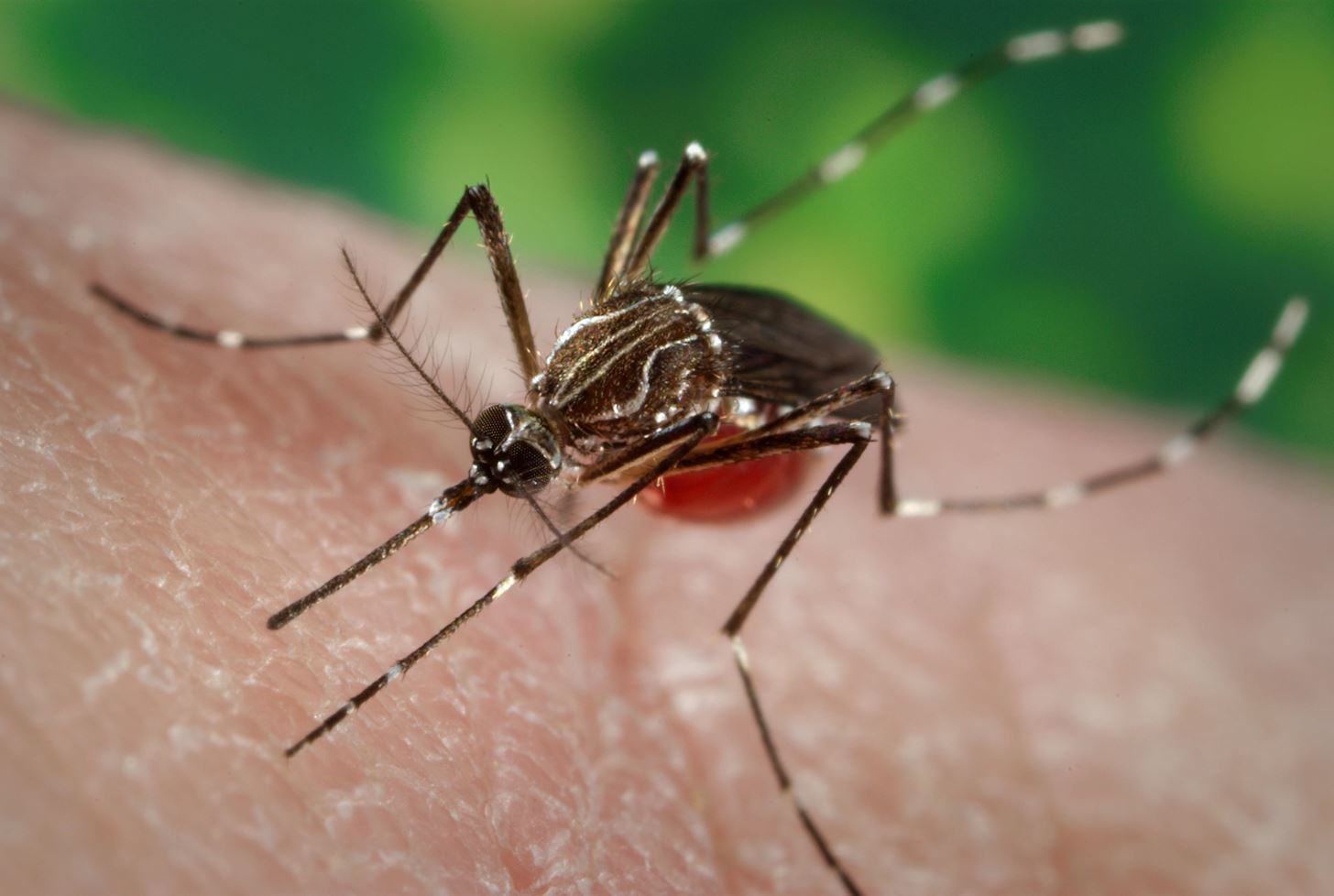 Dangerous Dengue Fever Could Go Worldwide, with Help from Air Travel & Climate Change