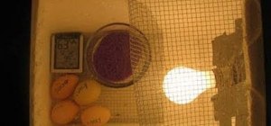 Create your own homemade egg incubator