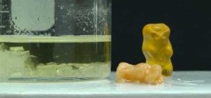 Use Gummi Bears to demonstrate osmosis and crystallization