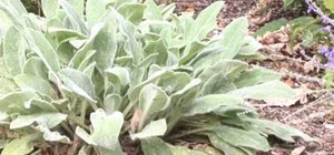 Plant Lamb's Ear as a ground cover in your garden