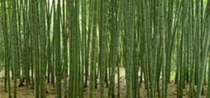 Grow Cold, Hardy Running Bamboo