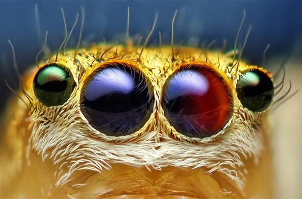 An Introduction to Macro Photography (Plus Some Insane Shots)