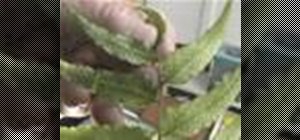Collect fern spores for propagation