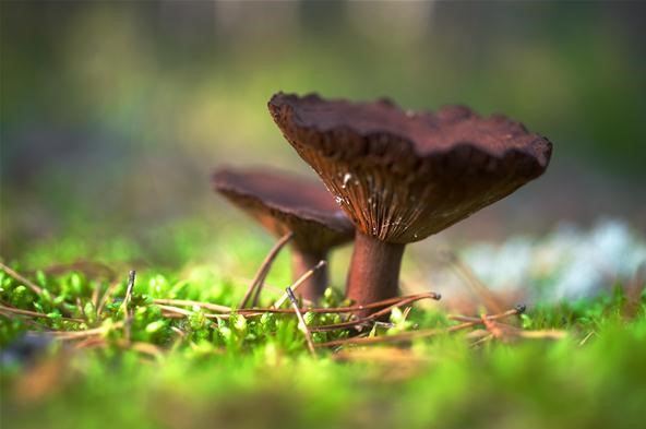 Vibrant Color Photography Challenge: Mushrooms
