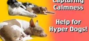Train extreme hyperness out of your dog and teach it calmness