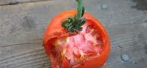 Save Your Tomatoes From Rats And Rot