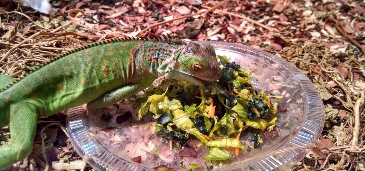 Feed Your Green Iguana Reptiles Wonderhowto,When Is Boxing Day In Australia