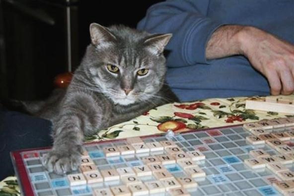 If Cats Could Play Scrabble...