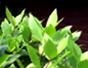 Pinch stem tips on plants