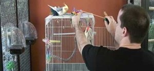 Train a cockatiel to stop biting