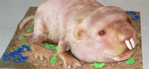 How About a Bite of Naked Mole Rat?
