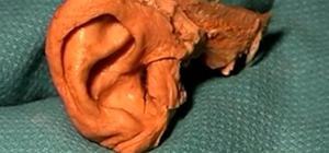 Dissect a human ear