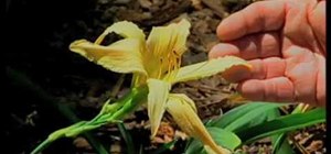Choose a daylily variety for your garden