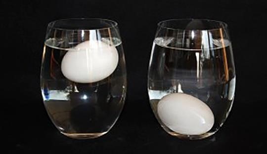By for freshness test floating eggs How to