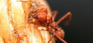Extreme Close-up Photo Challenge: Leaf Cutter Ant