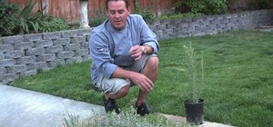 Grow a culinary herb garden