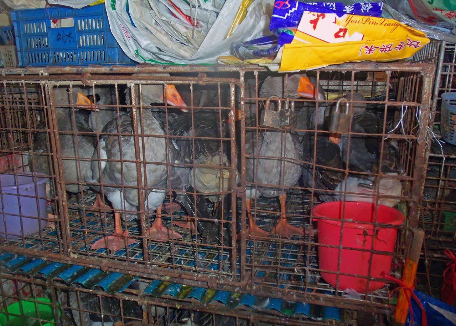 Bird Flu Is Circling in China Again—Here's How It Could Develop into an Outbreak