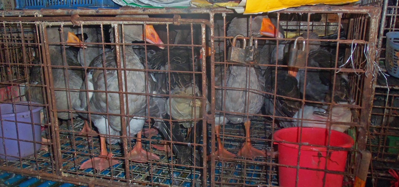 Sixth Outbreak of Avian Flu Confirmed in China