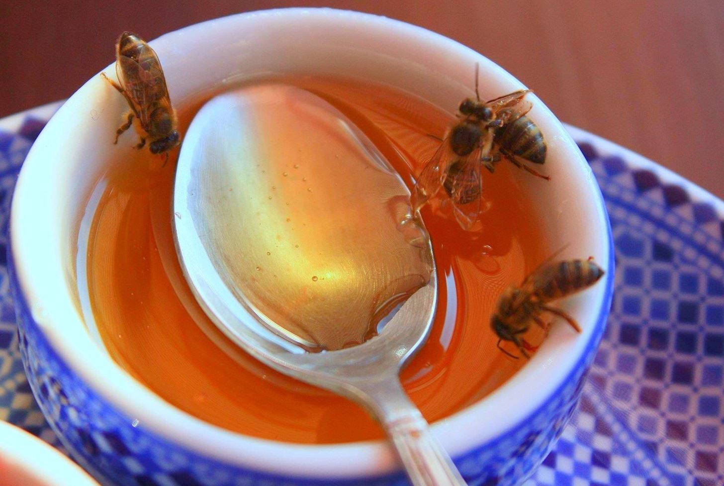 How to Make a Homemade Bee & Wasp Trap (Kill or No-Kill)