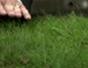 Turn your brown grass green again without chemicals