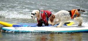 Believe It Or Not, These Dogs Are "Serious" Surfers